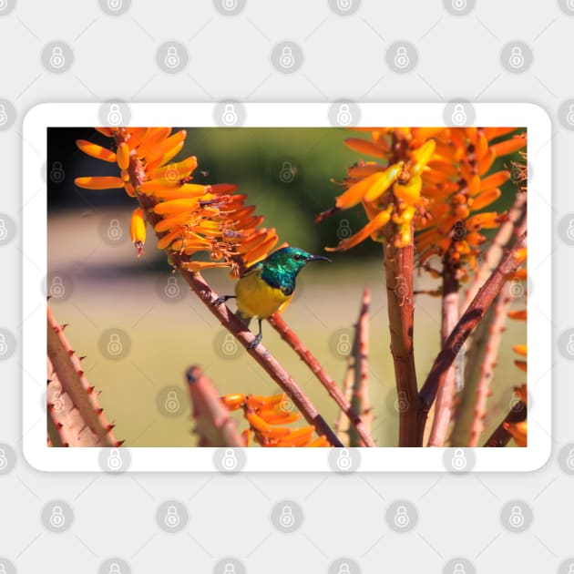 Collared Sunbird with Orange Flowers, South Africa Sticker by SafariByMarisa